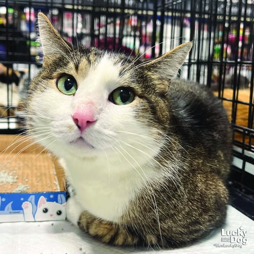 GIZMO - Domestic Short Hair available for adoption