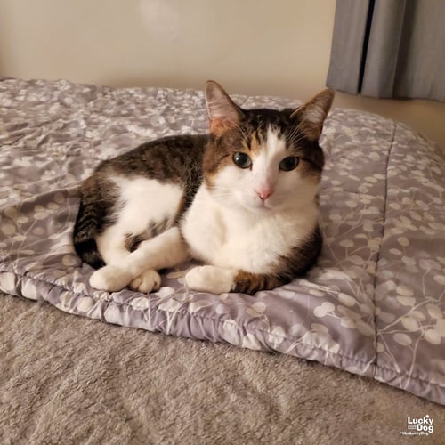 GIZMO - Domestic Short Hair available for adoption