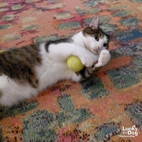 Gizmo - Photo 4