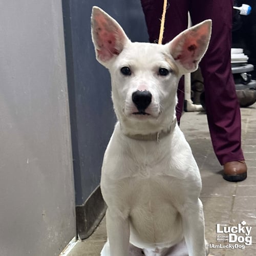 BETTY ROSS - Carolina Dog available for adoption