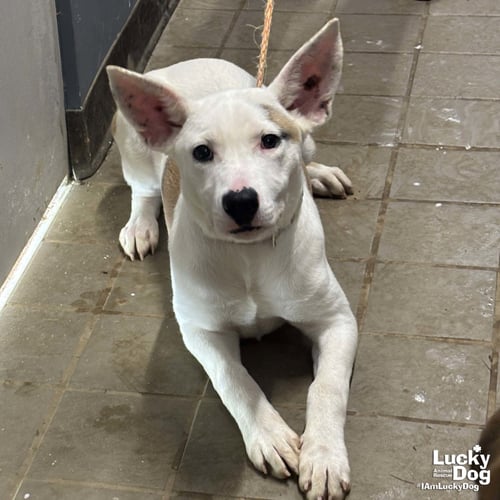 BETTY ROSS - Carolina Dog available for adoption