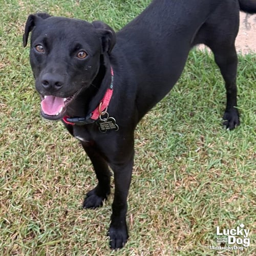 TOBIAS - Labrador Retriever available for adoption