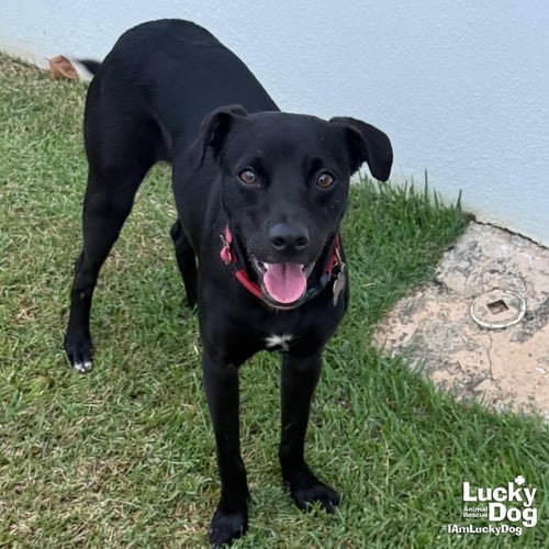 TOBIAS - Labrador Retriever available for adoption