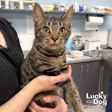 RITA - Domestic Short Hair / Tabby available for adoption