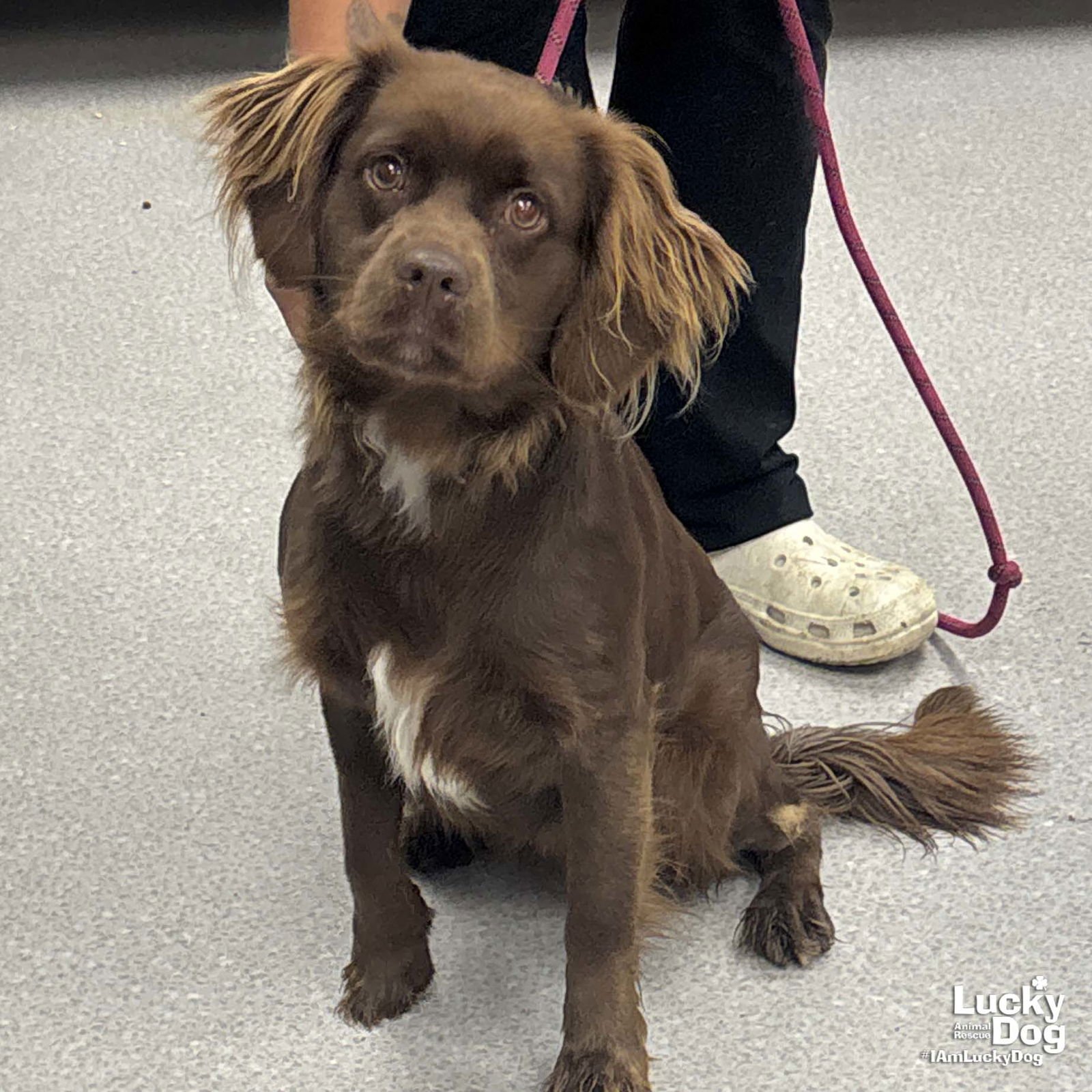 BAMA - Boykin Spaniel available for adoption