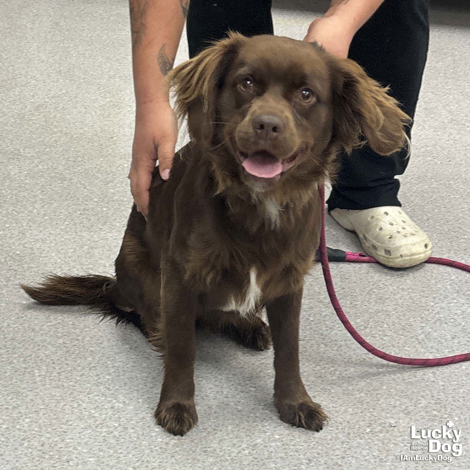 BAMA - Boykin Spaniel available for adoption