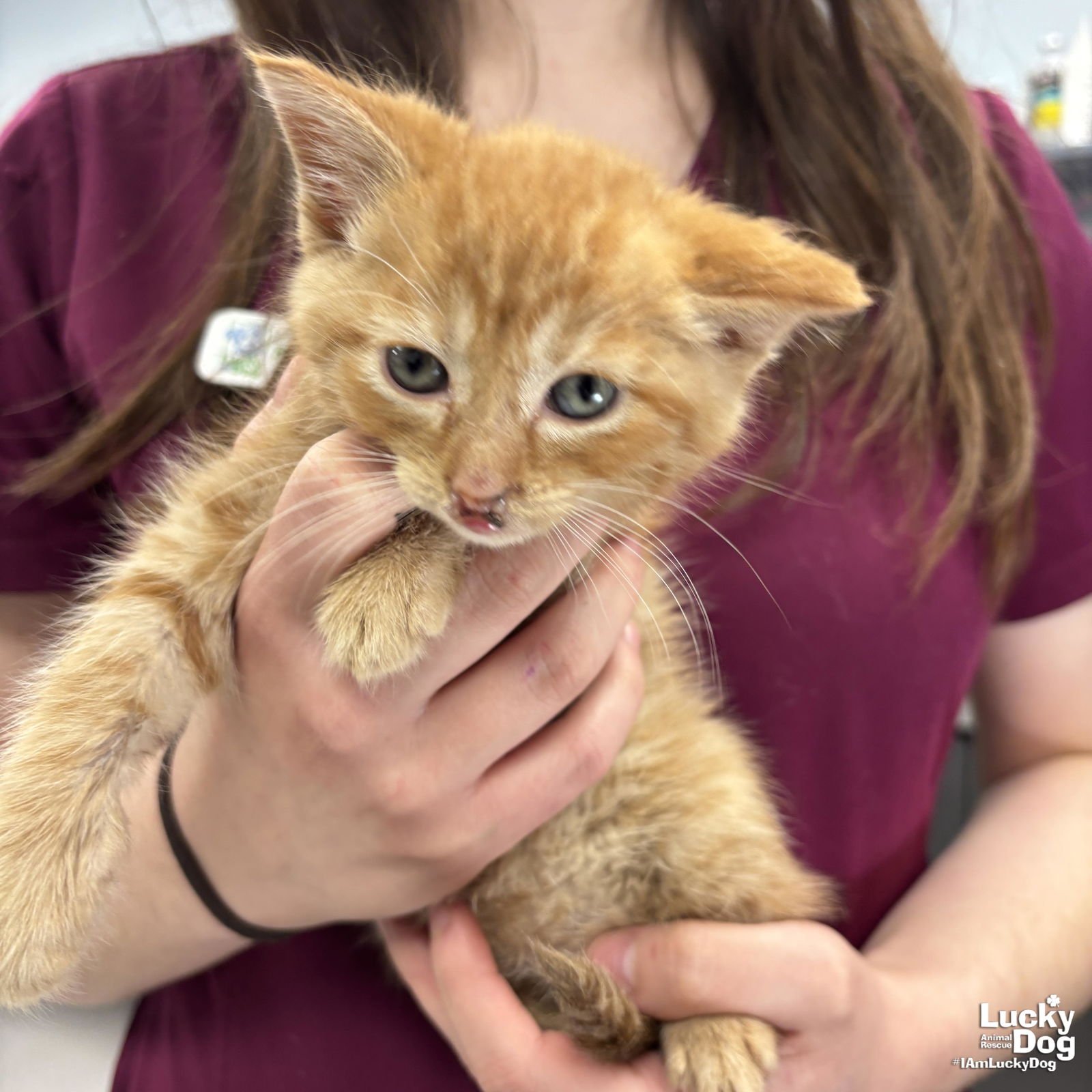 ELIO - Domestic Short Hair available for adoption