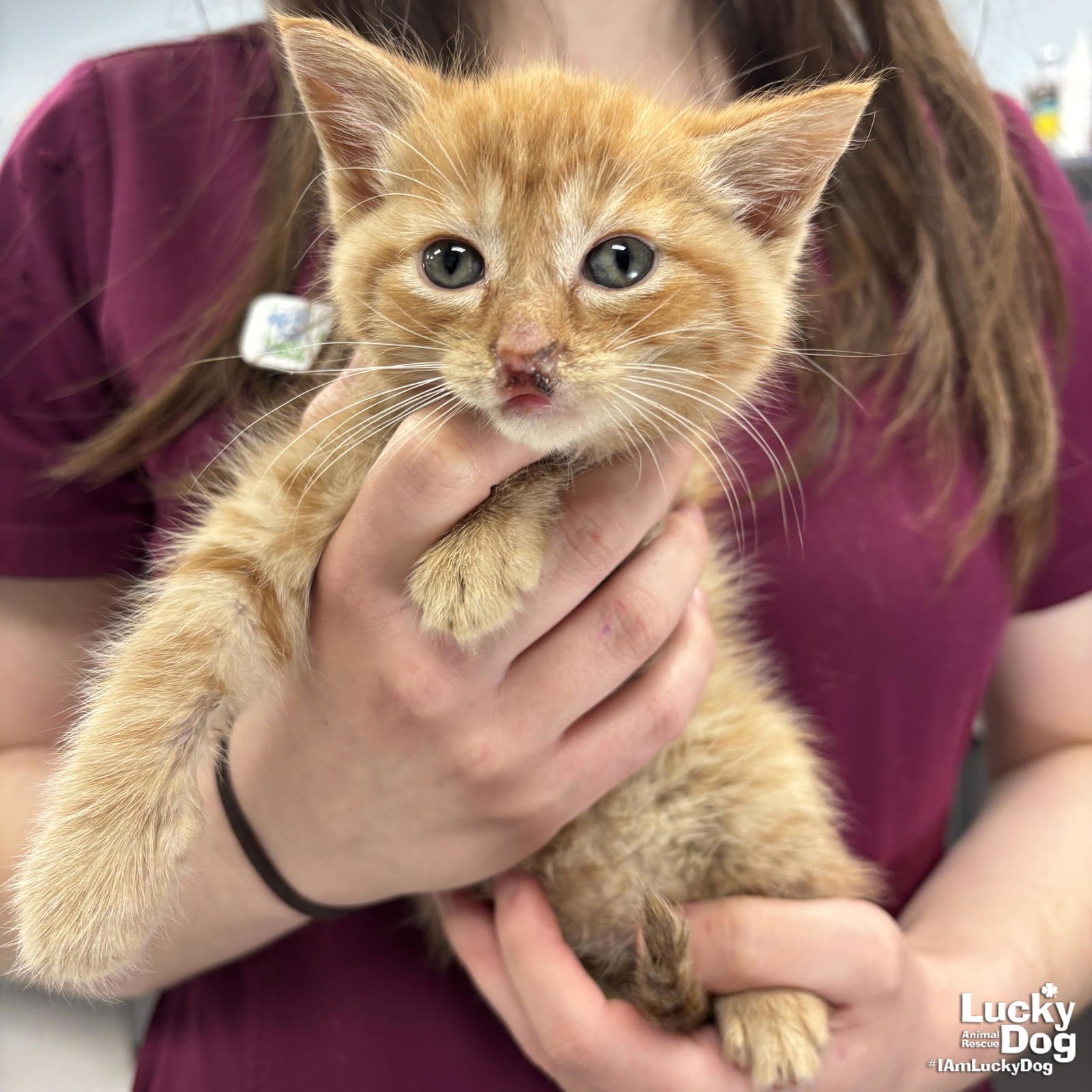 ELIO - Domestic Short Hair available for adoption