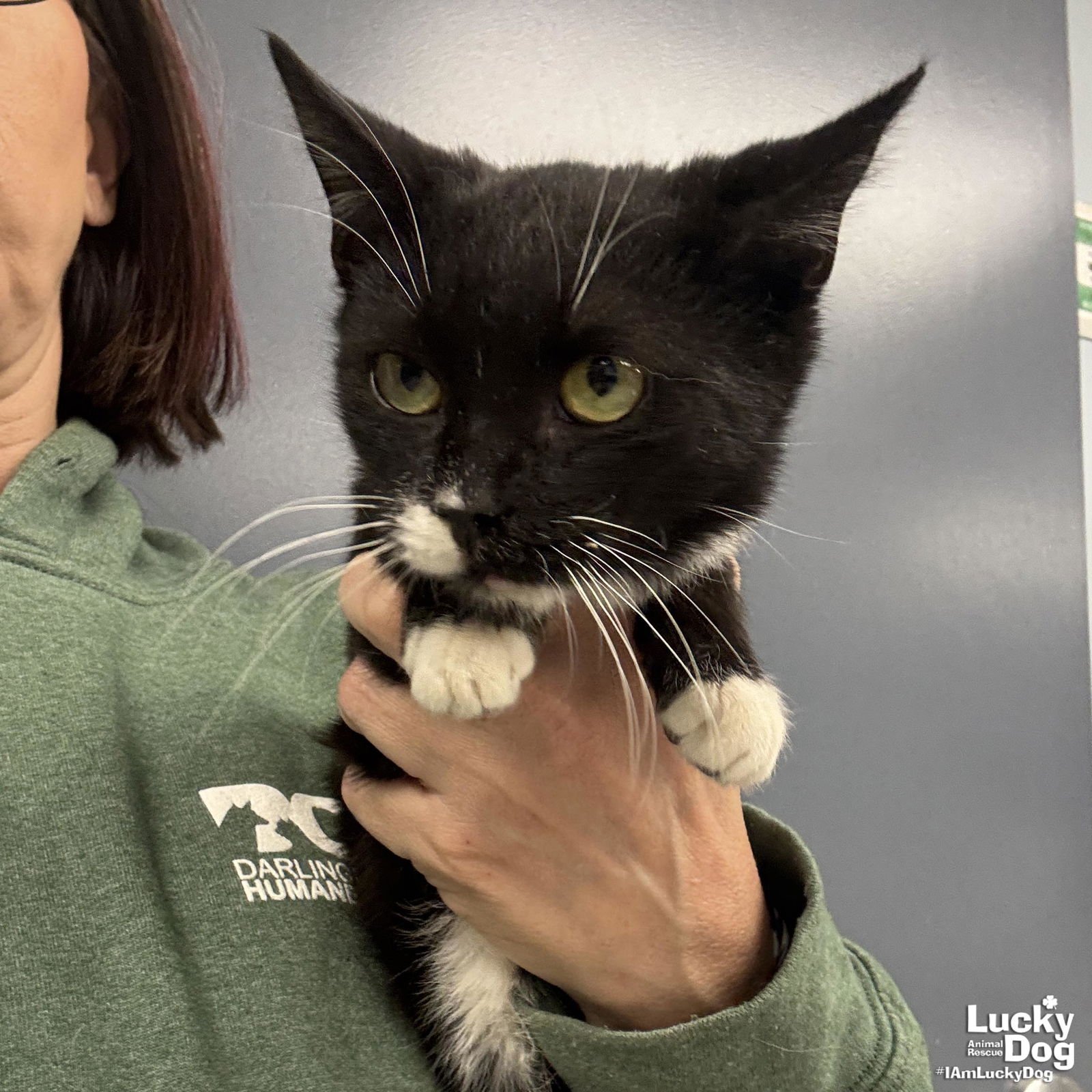 SAM - Domestic Short Hair available for adoption