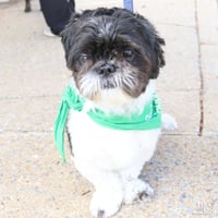 Albert II - Photo 2