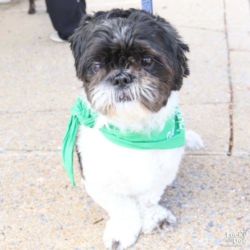 ALBERT II - Shih Tzu available for adoption