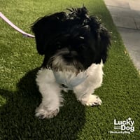 Albert - Photo 2