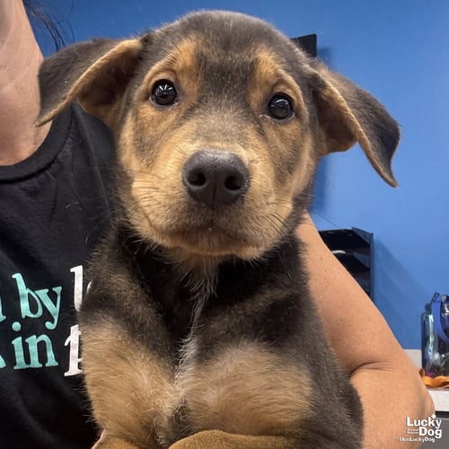EEYORE - Shepherd available for adoption