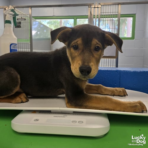 EEYORE - Shepherd available for adoption