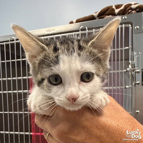 VINNIE - Domestic Short Hair available for adoption