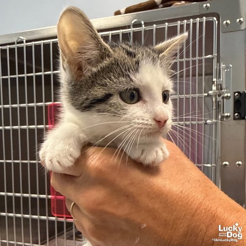 VINNIE - Domestic Short Hair available for adoption