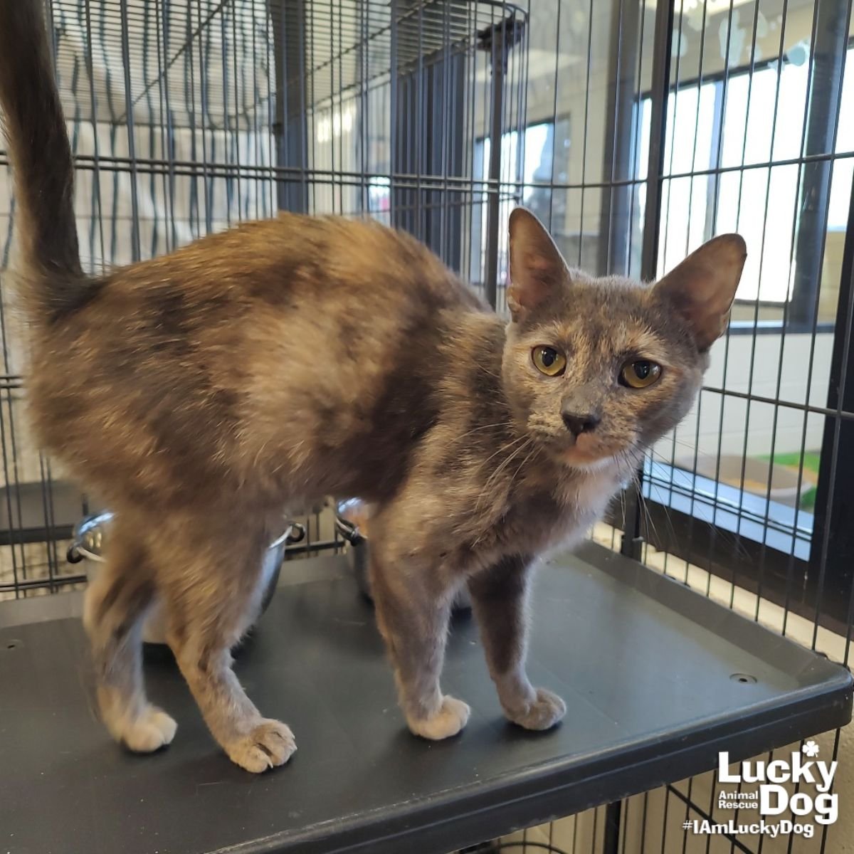 CERAVE - Domestic Short Hair available for adoption