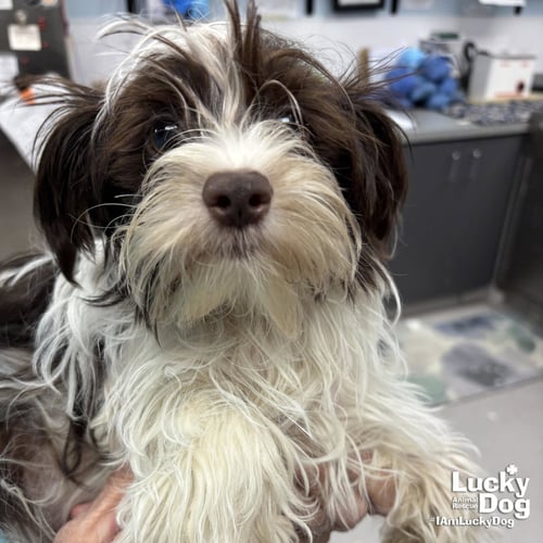 POOH - Shih Tzu available for adoption