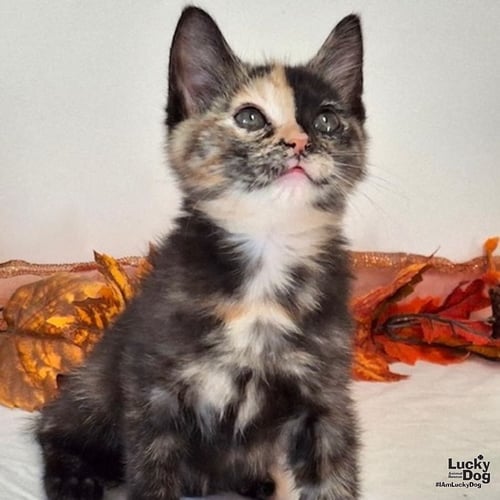 BEATRICE - Domestic Short Hair available for adoption