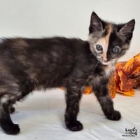 Beatrice - Photo 3