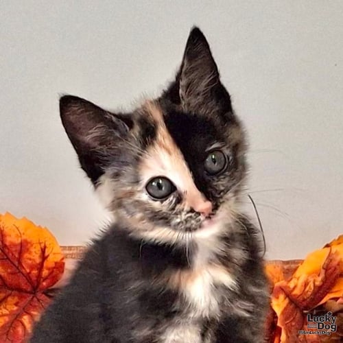 BEATRICE - Domestic Short Hair available for adoption