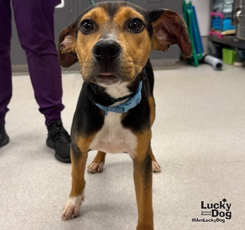 JAZZY - Labrador Retriever / Beagle available for adoption