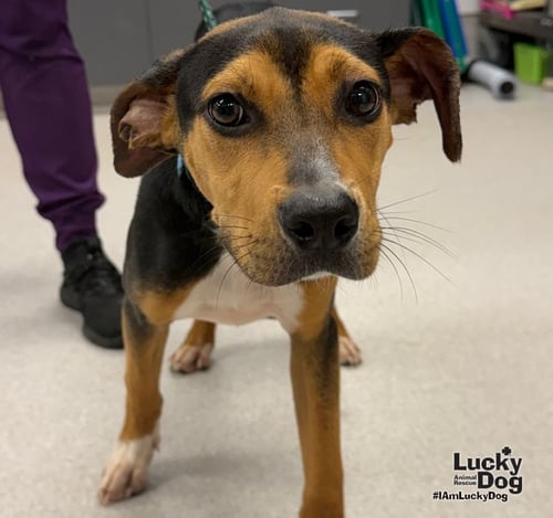 JAZZY - Labrador Retriever / Beagle available for adoption