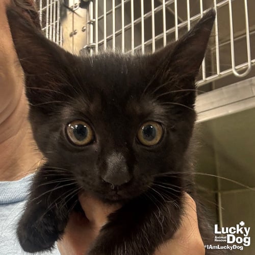 ZINNIA - Domestic Short Hair available for adoption