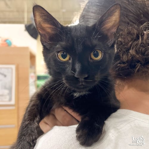 ZINNIA - Domestic Short Hair available for adoption