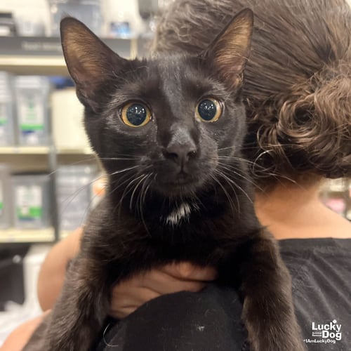 ZINNIA - Domestic Short Hair available for adoption