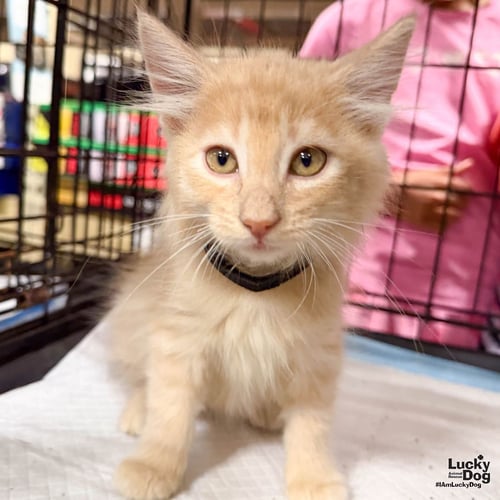 TONTO - Domestic Medium Hair available for adoption