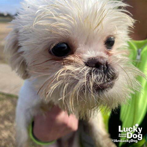 BOBBIE - Shih Tzu available for adoption