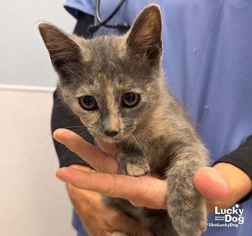 CHANEL - Domestic Short Hair available for adoption