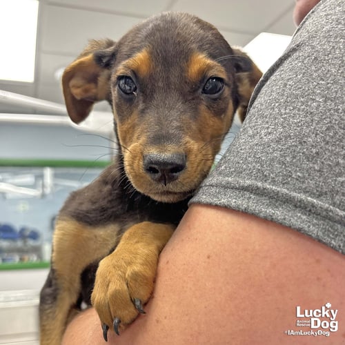 ARIES - Shepherd / Labrador Retriever available for adoption