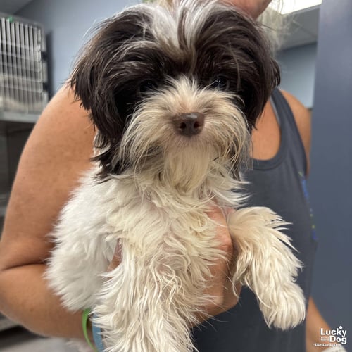 ELVIN - Shih Tzu available for adoption
