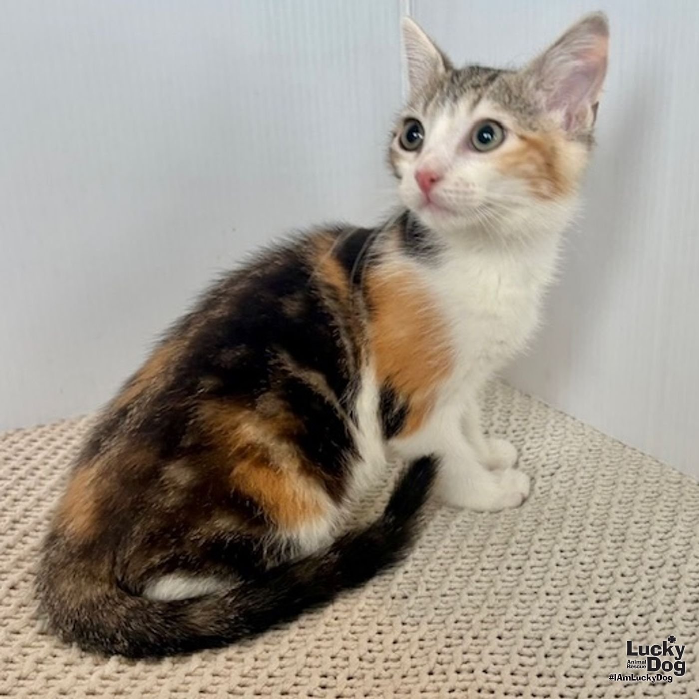 ELYSE - Domestic Short Hair available for adoption