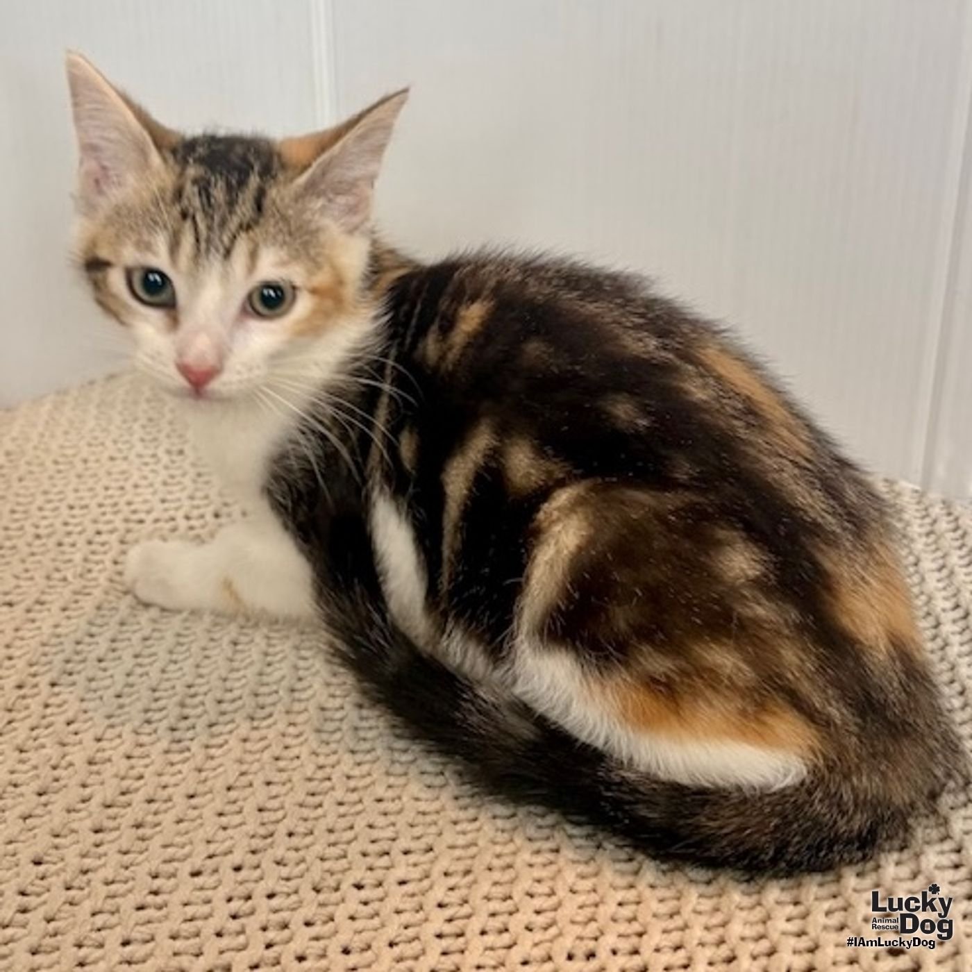 ELYSE - Domestic Short Hair available for adoption