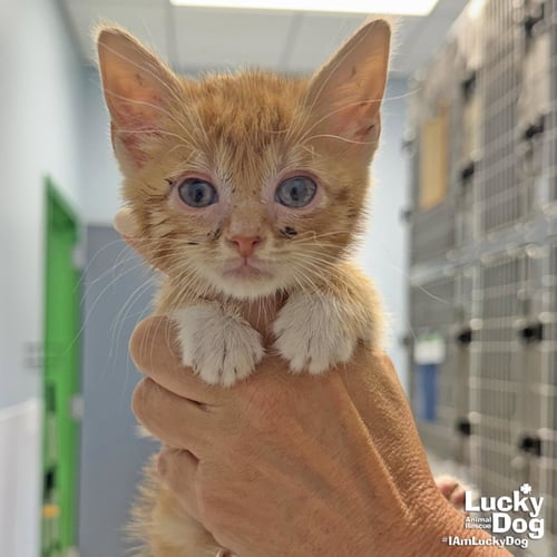 TACO BELL - Domestic Short Hair available for adoption