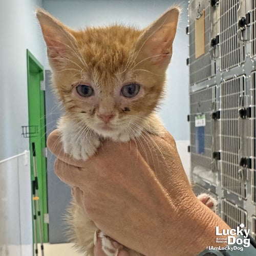 TACO BELL - Domestic Short Hair available for adoption