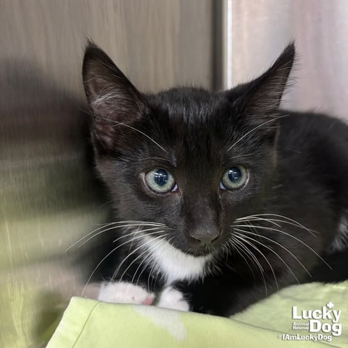 ZEBRA - Domestic Short Hair available for adoption