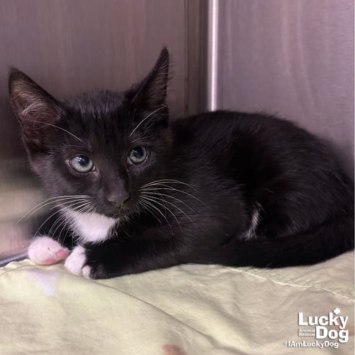 ZEBRA - Domestic Short Hair available for adoption