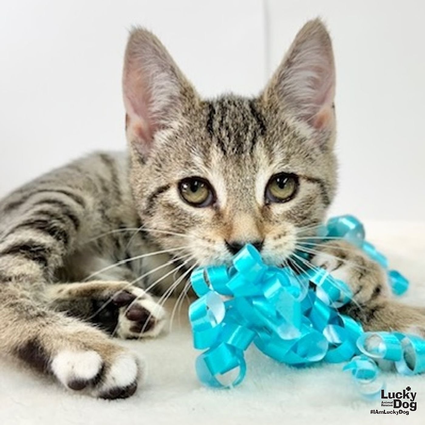 BILLIE JEAN - Domestic Short Hair available for adoption