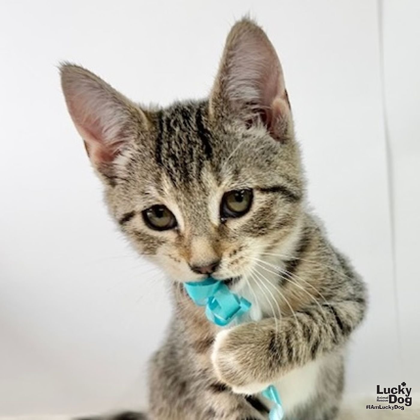 BILLIE JEAN - Domestic Short Hair available for adoption