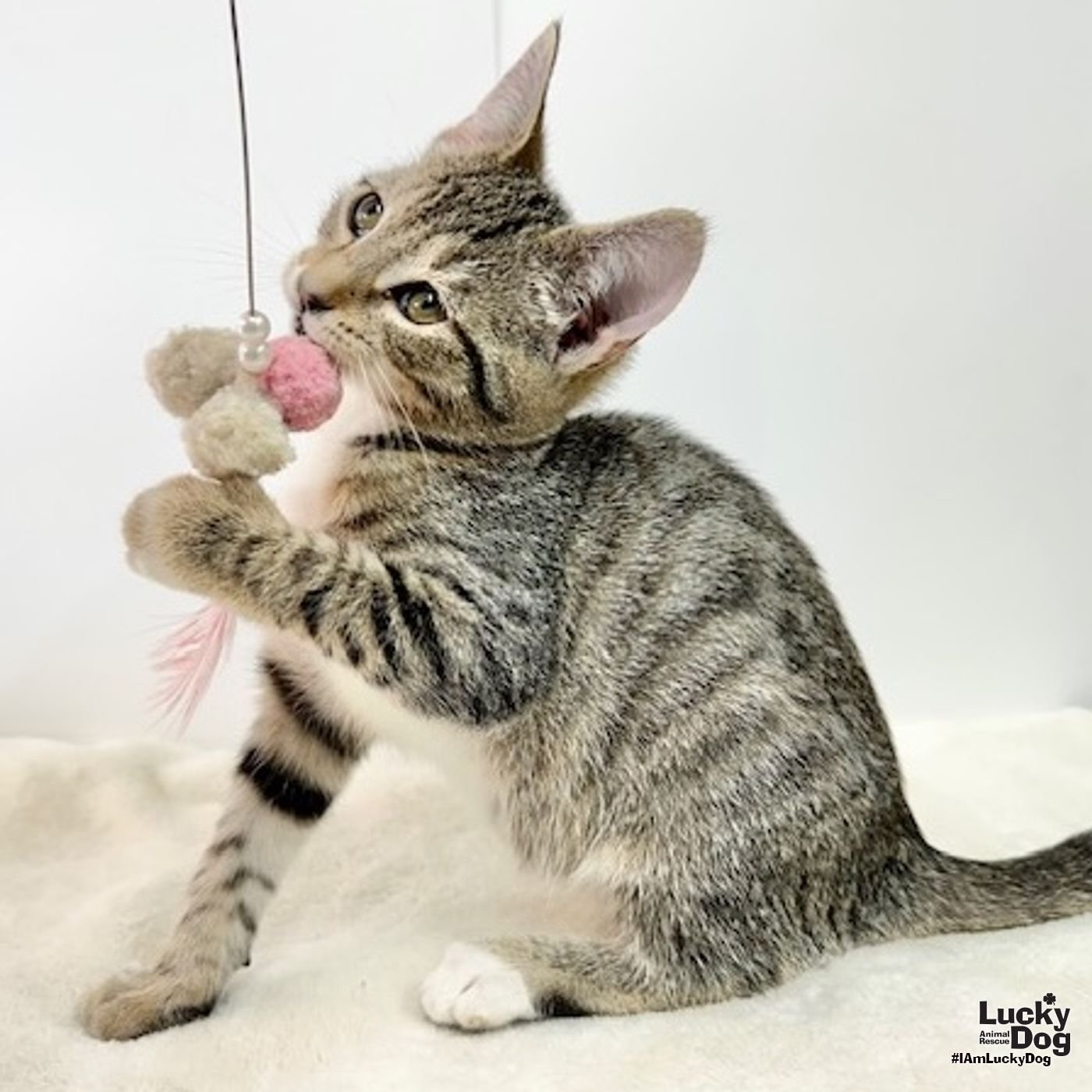 Billie Jean - Photo 3