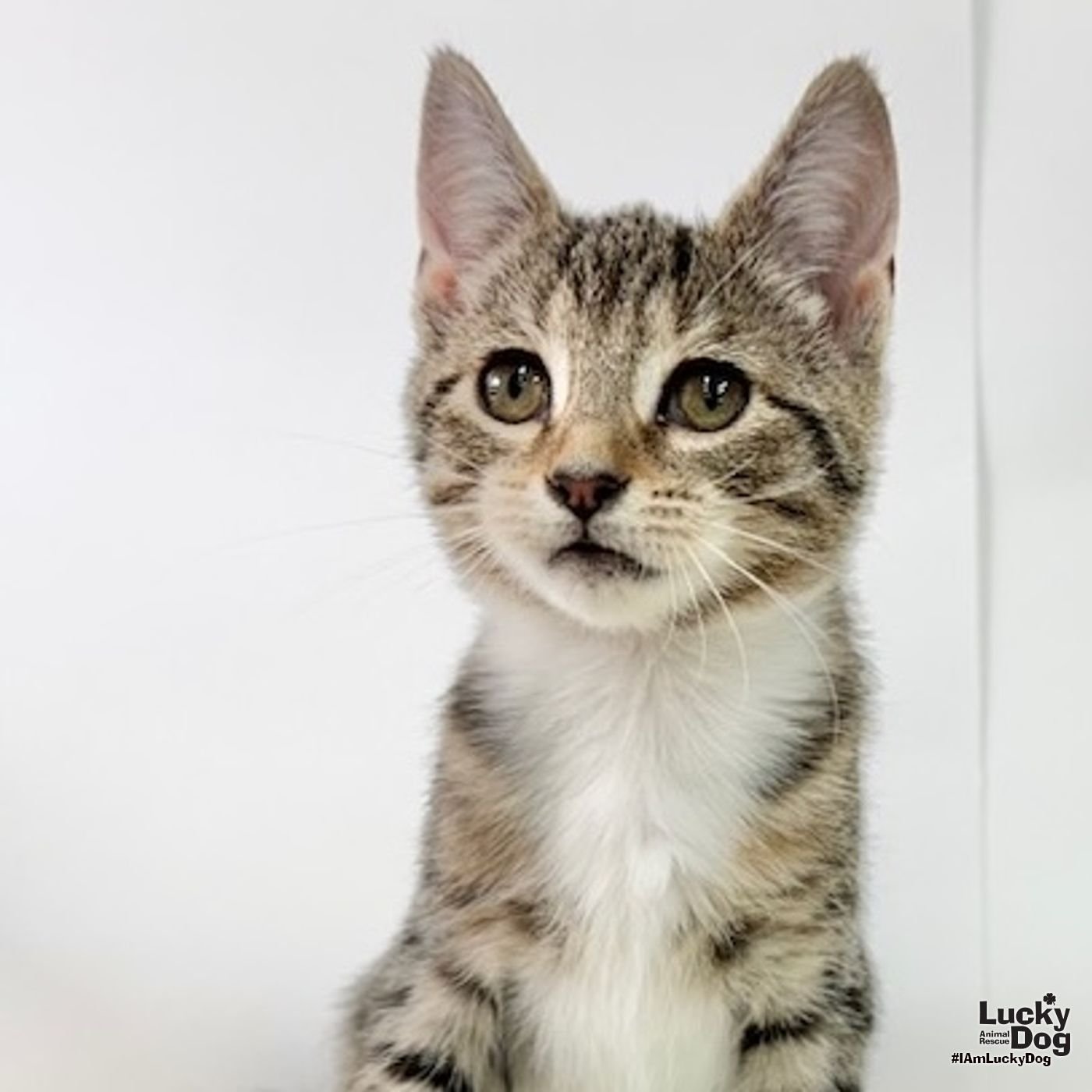 Billie Jean - Photo 4