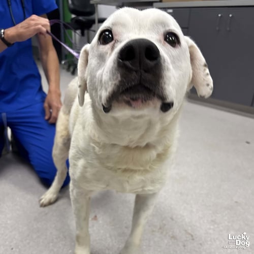 MOE - Labrador Retriever / Bulldog available for adoption