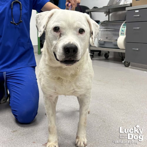 MOE - Labrador Retriever / Bulldog available for adoption