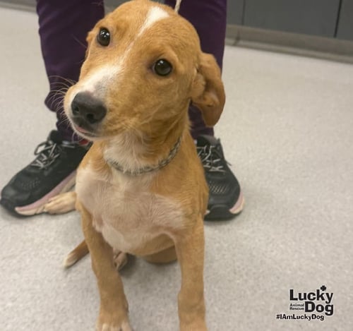 DELIGHT - Labrador Retriever / Dachshund available for adoption