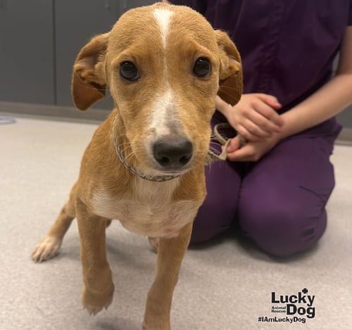 DELIGHT - Labrador Retriever / Dachshund available for adoption