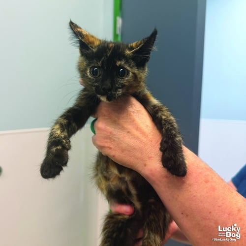 SHE-RA - Domestic Short Hair available for adoption